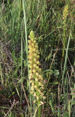 Orchis anthropophora