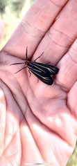 Ctenucha venosa