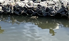 Chrysemys picta picta