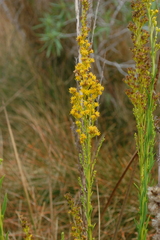 Solidago maya