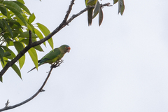 Eupsittula canicularis