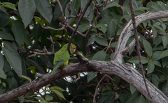 Eupsittula canicularis