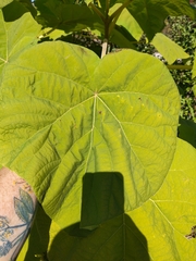 Paulownia tomentosa