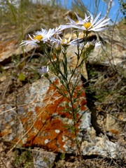 Aster biennis