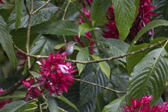 Thryophilus rufalbus