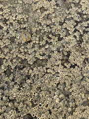 Chthamalus dentatus