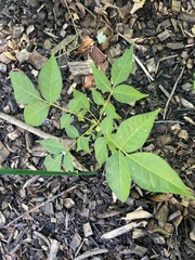 Phellodendron amurense