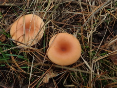 Paralepista flaccida