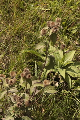 Centaurea