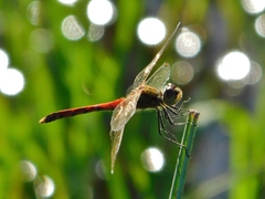 Sympetrum depressiusculum