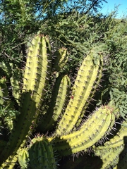 Myrtillocactus cochal