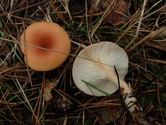 Paralepista flaccida