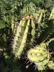 Myrtillocactus cochal