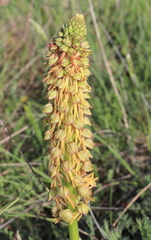 Orchis anthropophora