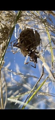 Peucetia viridans