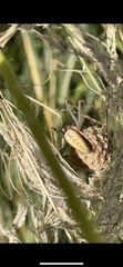 Peucetia viridans
