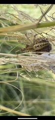 Peucetia viridans