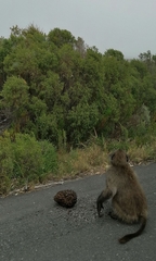 Papio ursinus ursinus