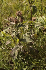 Centaurea