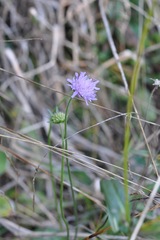Knautia arvensis