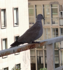 Streptopelia decaocto