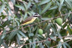 Pitangus sulphuratus