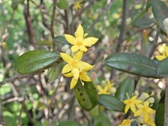 Corokia