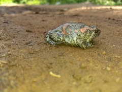 Uperodon taprobanicus