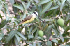 Pitangus sulphuratus