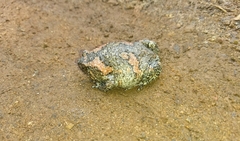 Uperodon taprobanicus