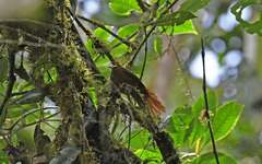Pseudocolaptes johnsoni