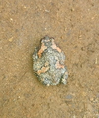 Uperodon taprobanicus