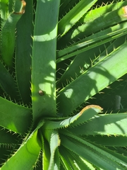 Eryngium horridum