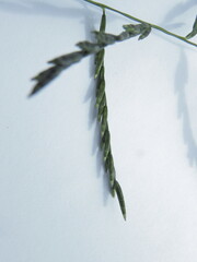 Leptochloa