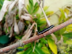 Isognathus scyron