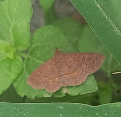 Leptostales pannaria