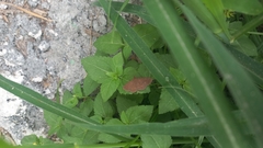 Leptostales pannaria