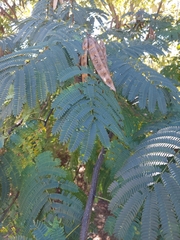 Albizia julibrissin