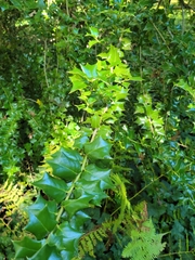Ilex cornuta