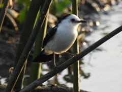 Fluvicola albiventer