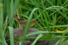 Helopsaltes ochotensis