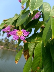 Lagerstroemia indica