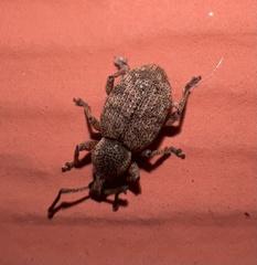 Otiorhynchus singularis