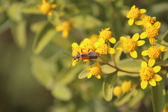 Chauliognathus limbicollis