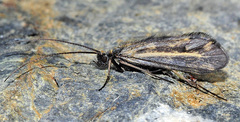 Sericostoma