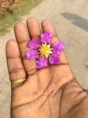 Lagerstroemia indica