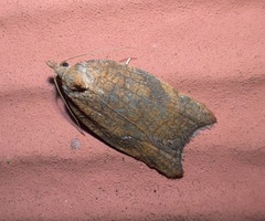 Acleris rhombana