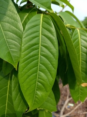 Lagerstroemia indica