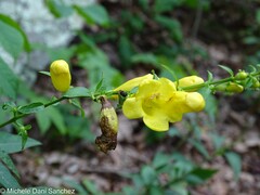Aureolaria virginica