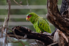 Amazona albifrons